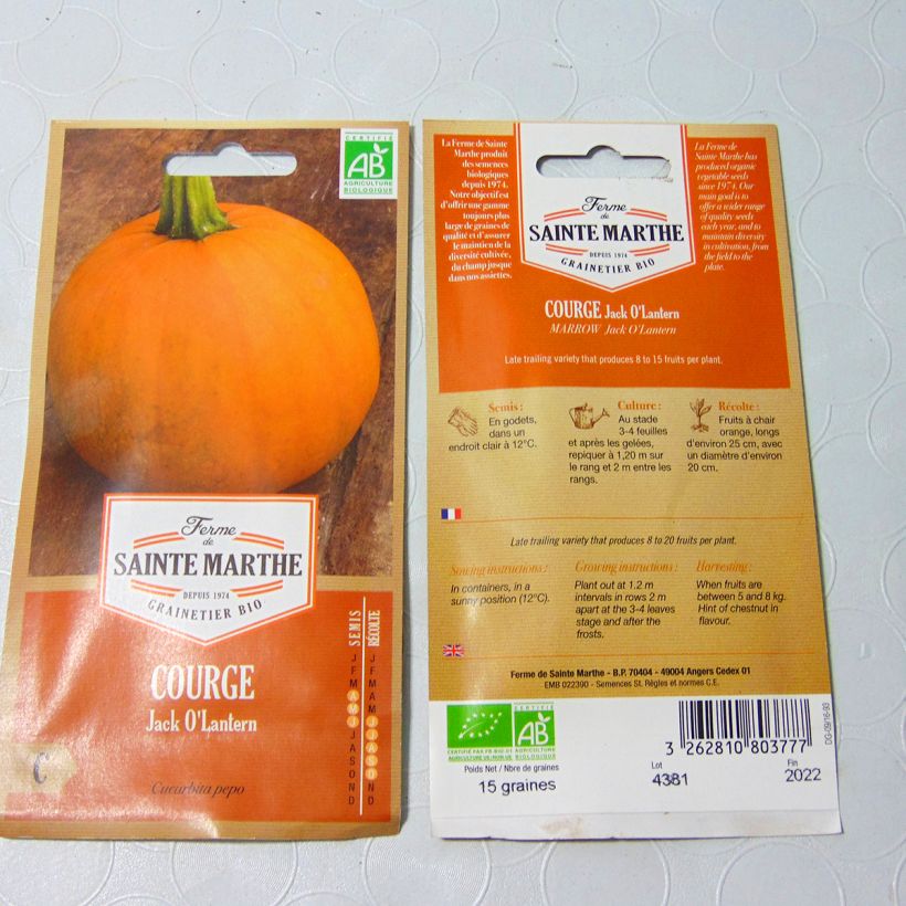 Example of Garten-Kürbis Jack O'Lantern die Tüte mit 8 Samen ungefähr (1g) as you get