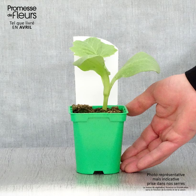 Exemplar von Riesen-Kürbis Rouge Vif d'Etampes (Pflanzen) Topf 10 cm/11cm wie im Frühjahr geliefert