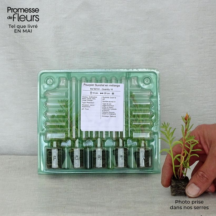 Example of Portulakröschen Sundial Mix - Portulaca Jardi-Plug: Wurzelballen 3,8 cm x 3,2 cm in Anzuchtplatte à 15 Stück. as you get in printemps