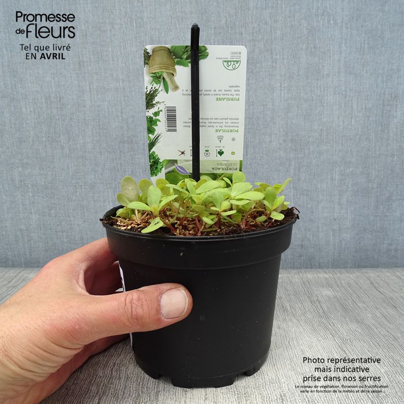 Example of Portulak - Portulaca oleracea Topf mit 1,5L/2L as you get in printemps