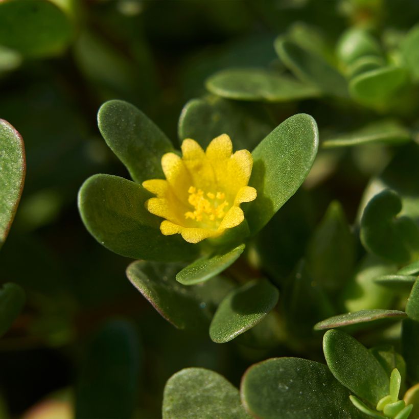 Portulak - Portulaca oleracea (Flowering)