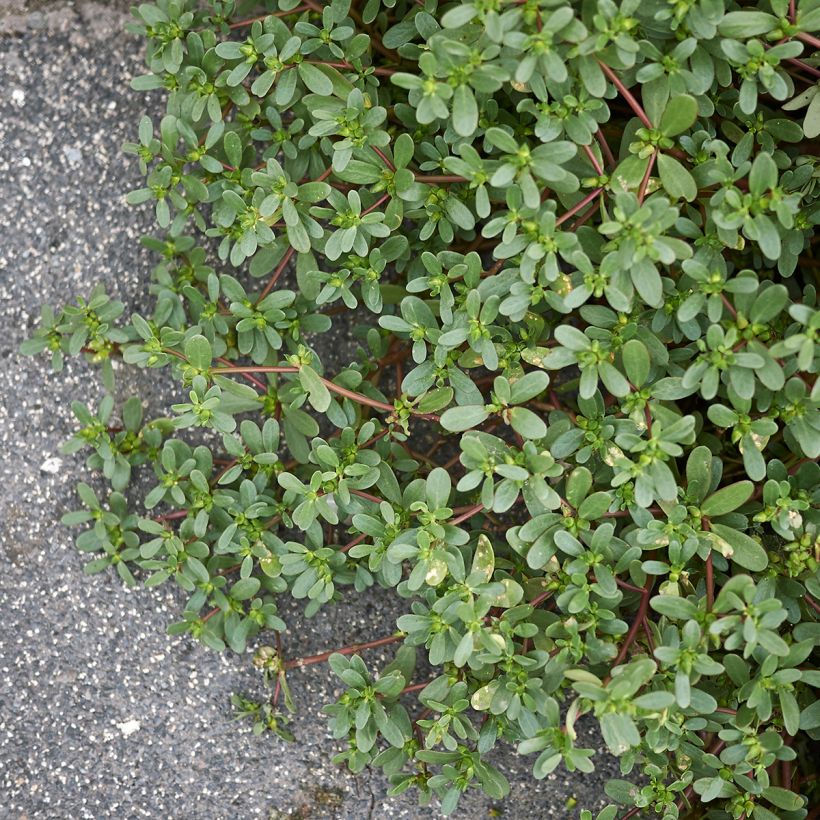 Portulak - Portulaca oleracea (Plant habit)