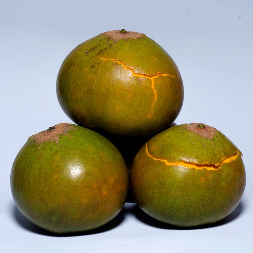 Pouteria obovata - Lucuma (Ernte)