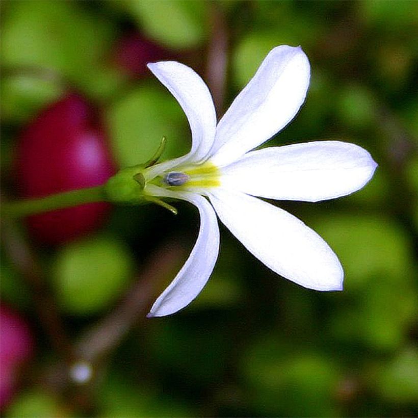 Pratia angulata - Teppichlobelie (Flowering)