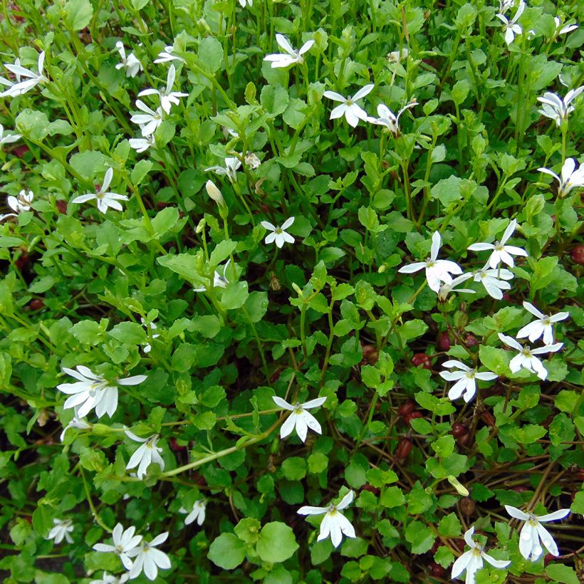 Pratia pedunculata - Teppichlobelie (Wuchs)