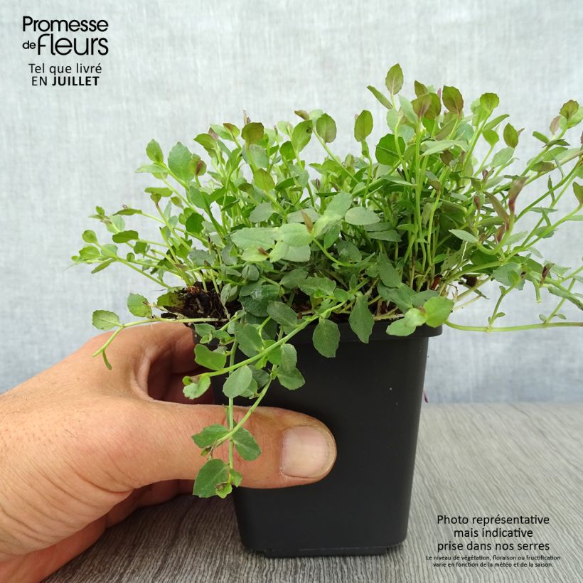 Exemplar von Pratia pedunculata County Park - Teppichlobelie Kleine Töpfe von 8/9 cm wie im Sommer geliefert