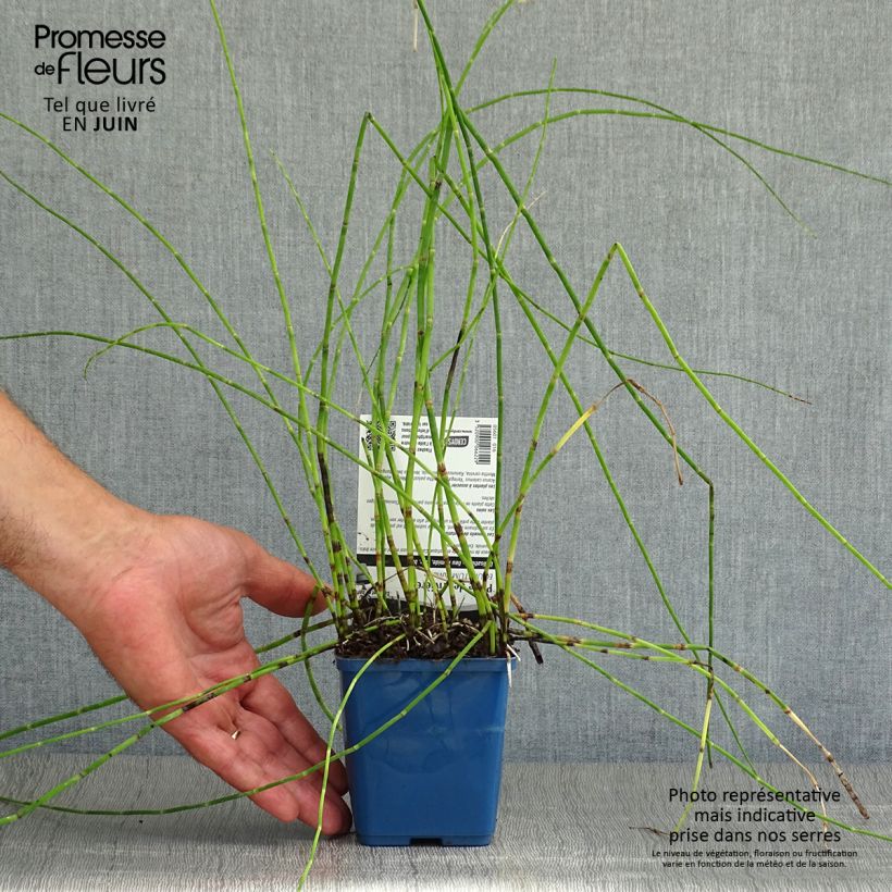 Exemplar von Equisetum fluviatile - Teich-Schachtelhalm Kleine Töpfe von 8/9 cm wie im Sommer geliefert