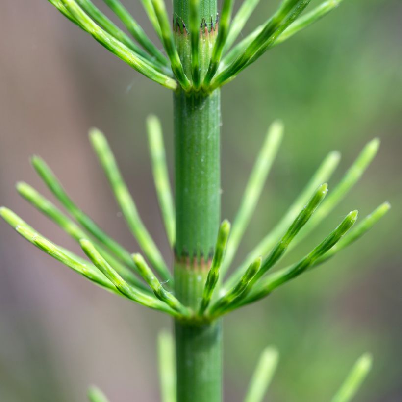 Equisetum fluviatile - Teich-Schachtelhalm (Foliage)