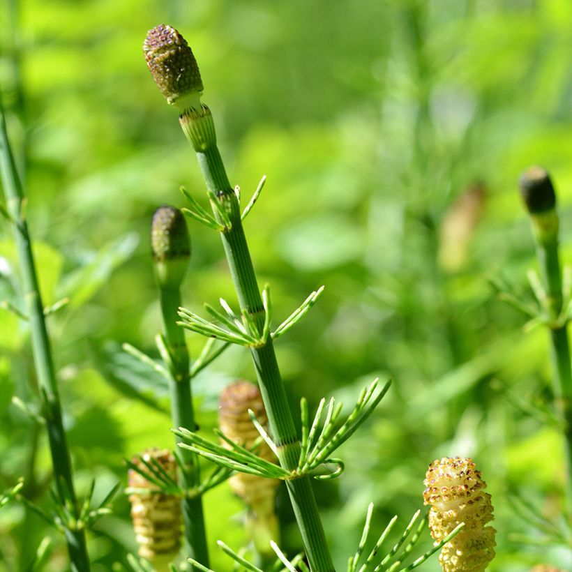 Equisetum fluviatile - Teich-Schachtelhalm (Flowering)