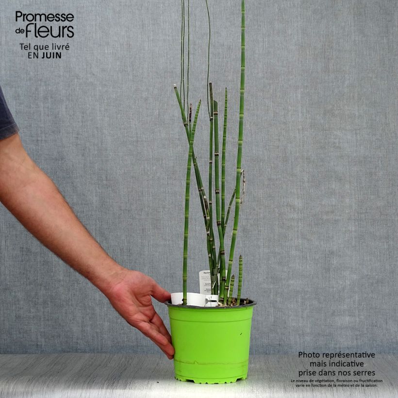 Exemplar von Equisetum hyemale - Winter-Schachtelhalm Topf mit 2L/3L wie im Sommer geliefert