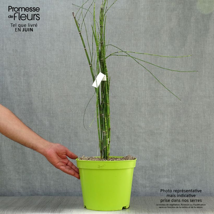 Exemplar von Equisetum hyemale - Winter-Schachtelhalm Topf mit 7,5L/10L wie im Sommer geliefert