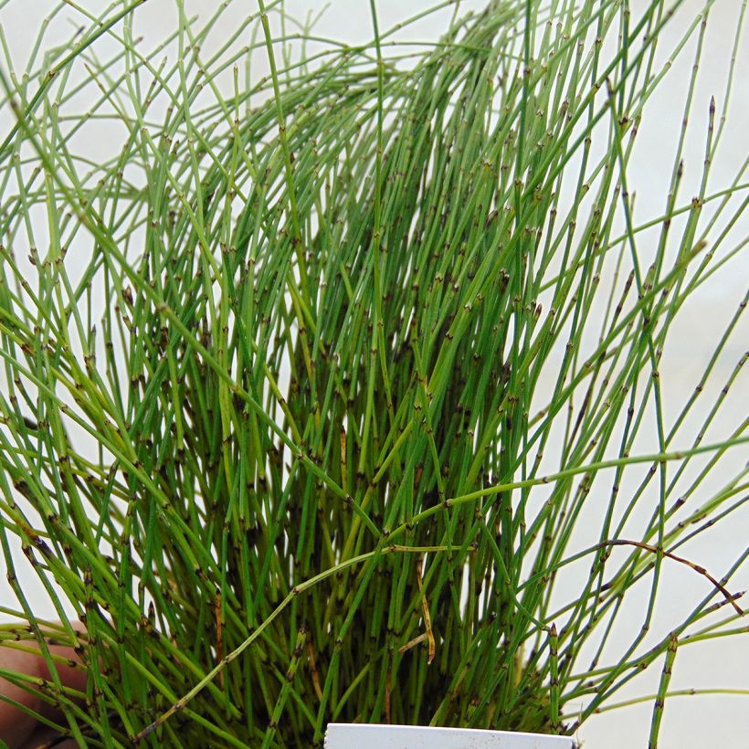 Equisetum scirpoides - Binsen-Schachtelhalm (Foliage)