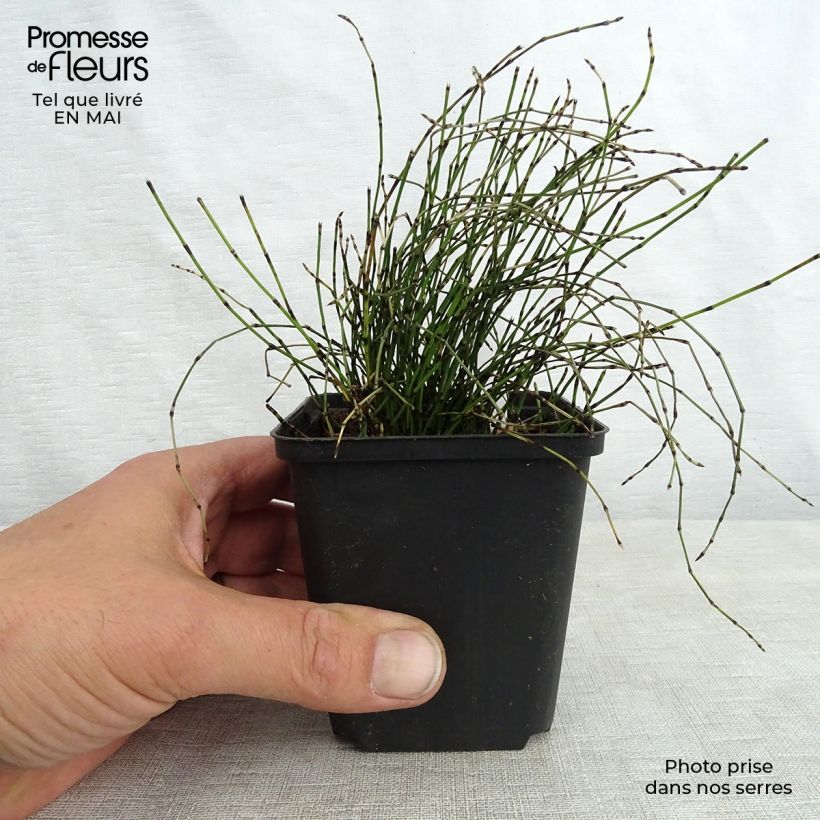 Example of Equisetum scirpoides - Binsen-Schachtelhalm Kleine Töpfe von 8/9 cm as you get in printemps