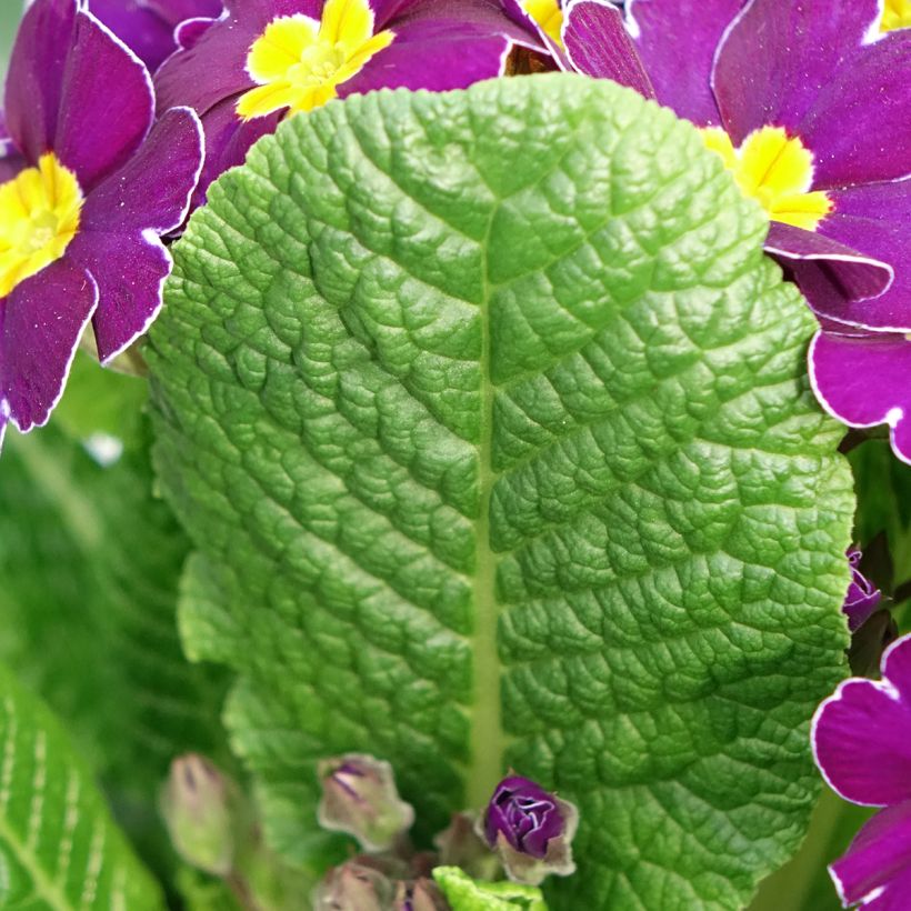 Hohe Schlüsselblume Veristar Late Twinkle Violet - Primula eliator (Laub)
