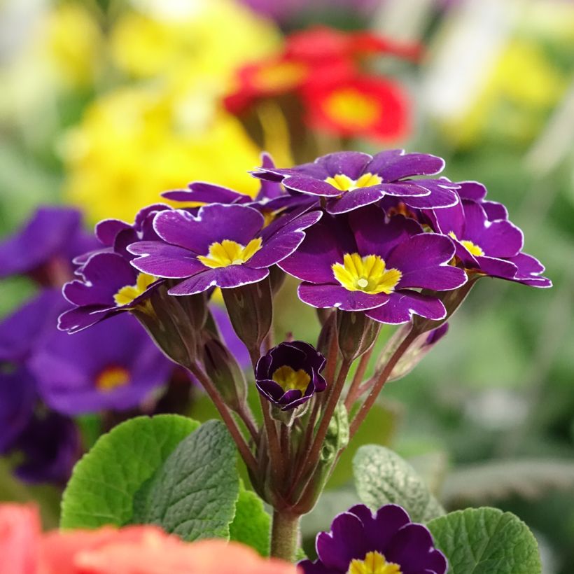 Hohe Schlüsselblume Veristar Late Twinkle Violet - Primula eliator (Blüte)