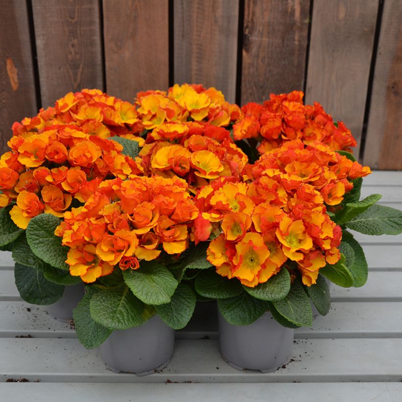 Primula Chinese New Year - Kissenprimel (Wuchs)