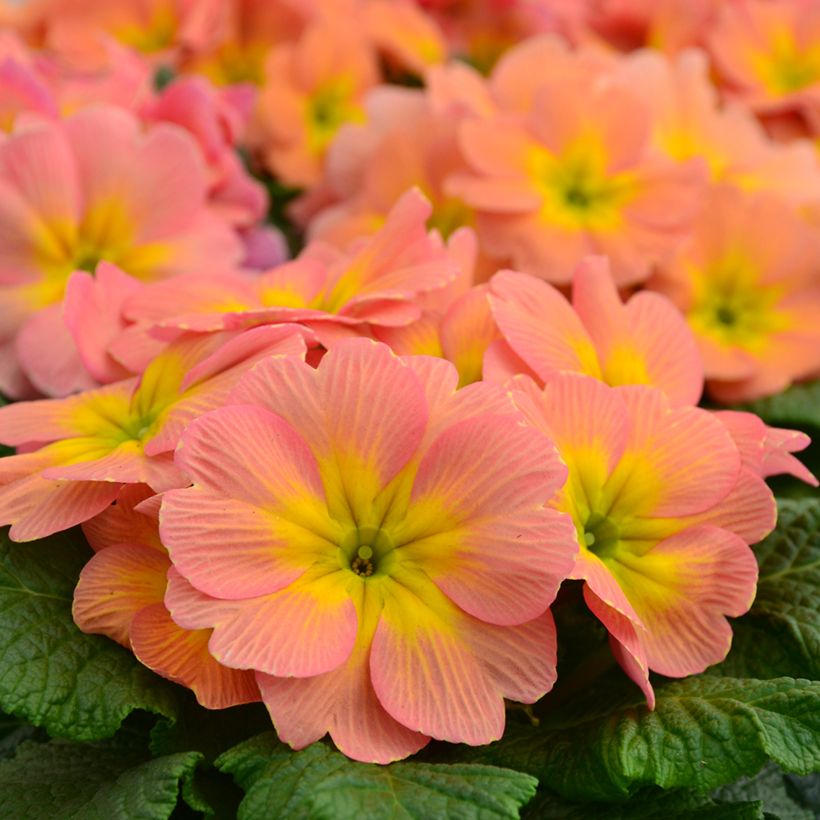 Primula Mango - Kissenprimel (Blüte)