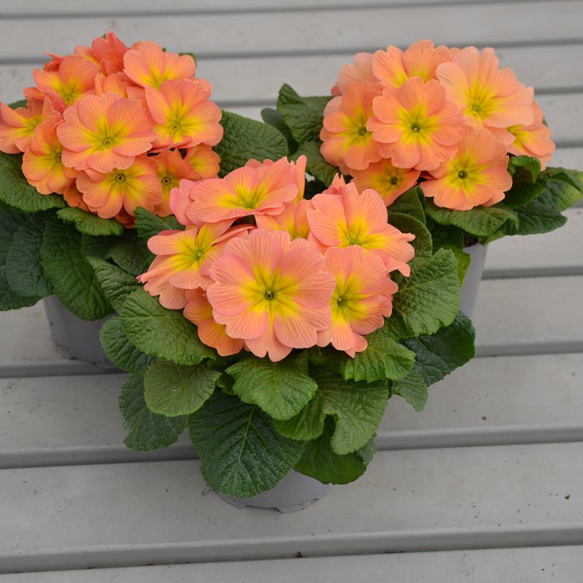 Primula Mango - Kissenprimel (Wuchs)
