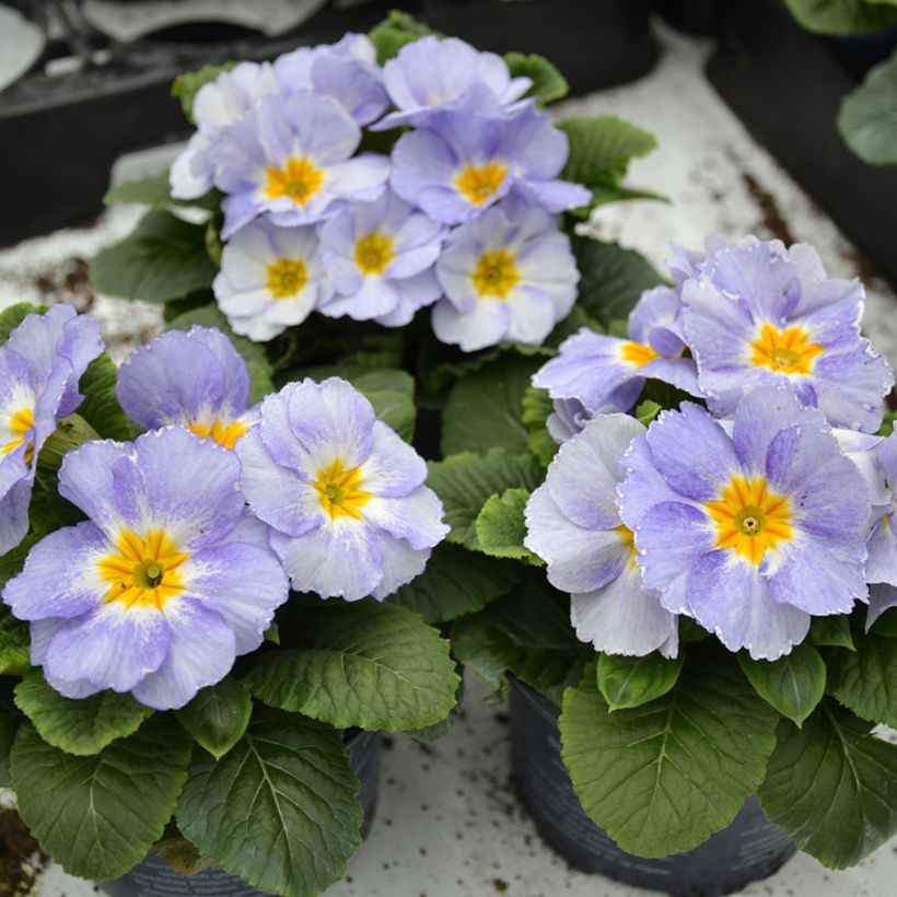 Primula Porcelain Blue - Kissenprimel (Wuchs)