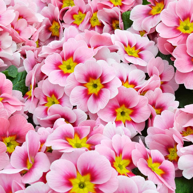 Primula Ringostar Cherryblossom - Kissenprimel (Blüte)