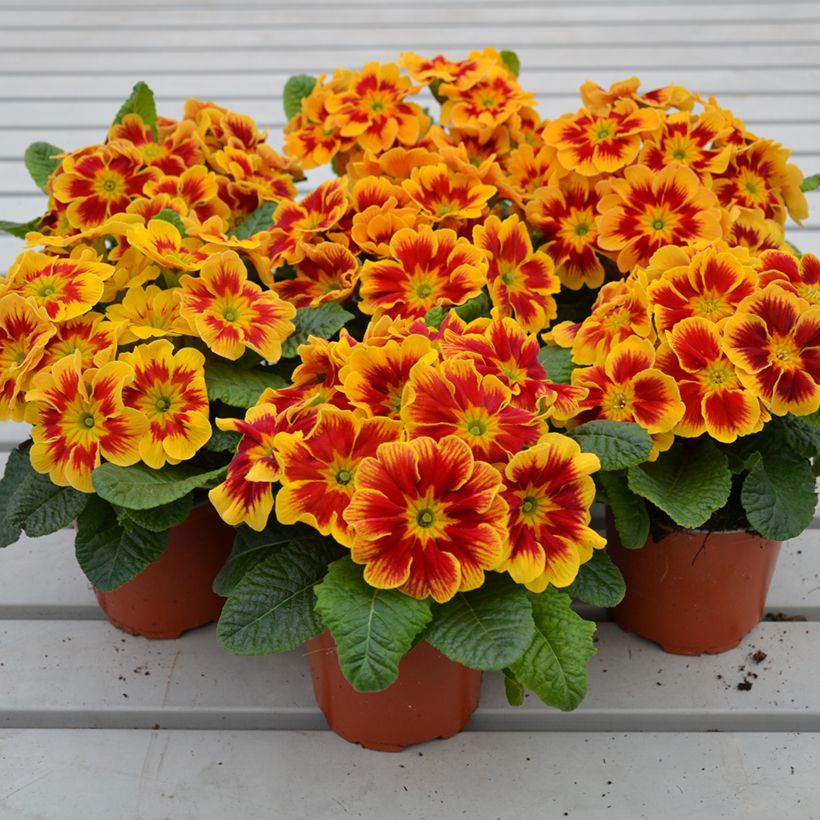 Primula Starfire - Kissenprimel (Wuchs)