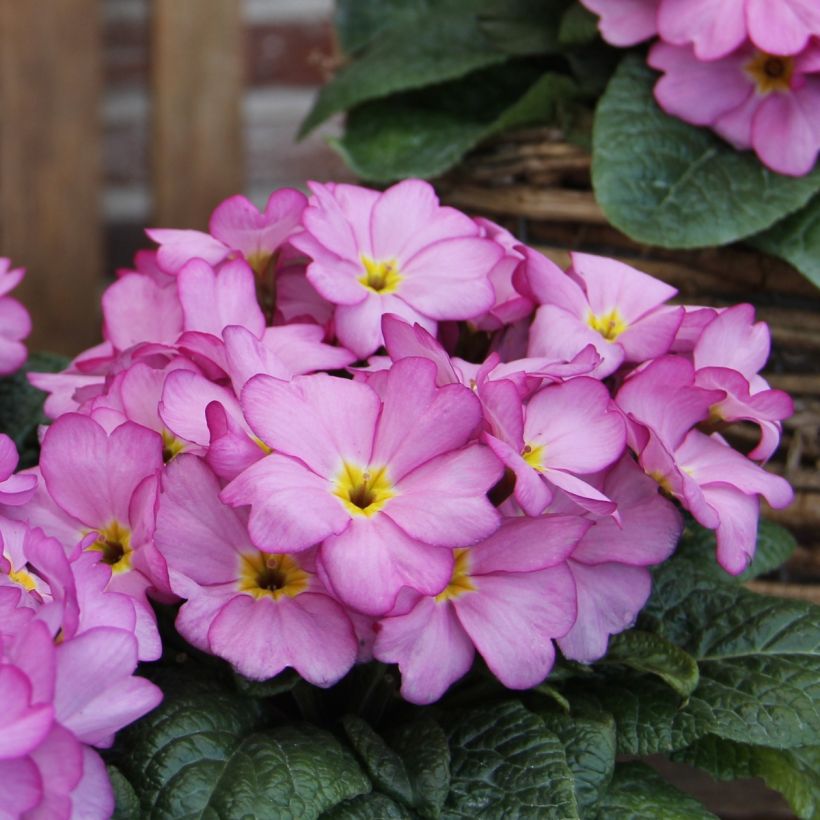 Primula Woodland Rose - Kissenprimel (Blüte)