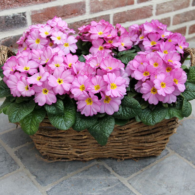 Primula Woodland Rose - Kissenprimel (Wuchs)