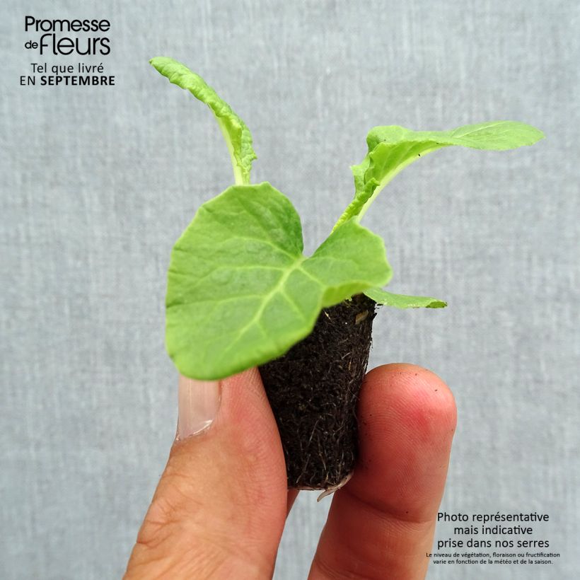 Exemplar von Hohe Schlüsselblume Crescendo Mix - Primula Mini-Plug Ø 1,5/2,5 cm wie im Herbst geliefert