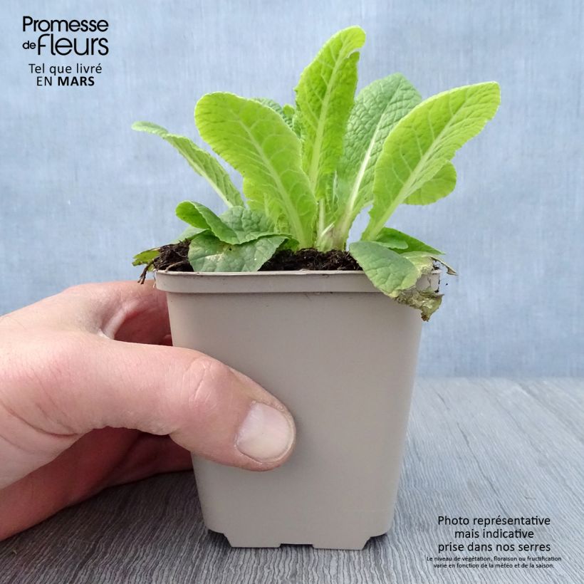 Exemplar von Primula Elizabeth Killelay - Kissenprimel Kleine Töpfe von 8/9 cm wie im Frühjahr geliefert