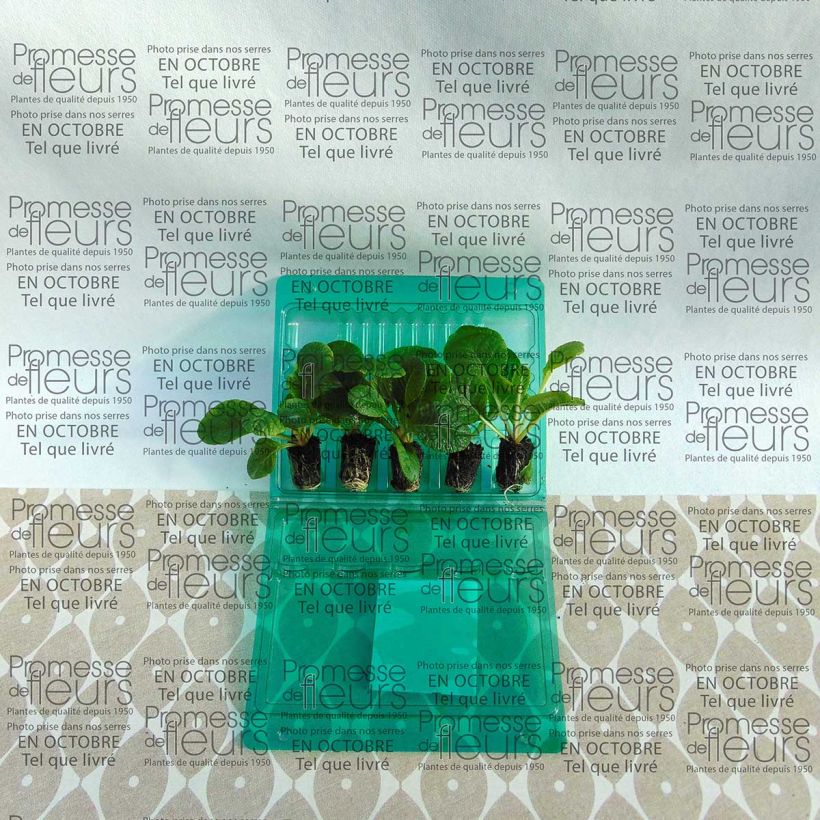 Beispiel eines Exemplars von Primula F1 Starflame Mix - Kissenprimel Mini-Plug Ø 1,5/2,5 cm wie geliefert