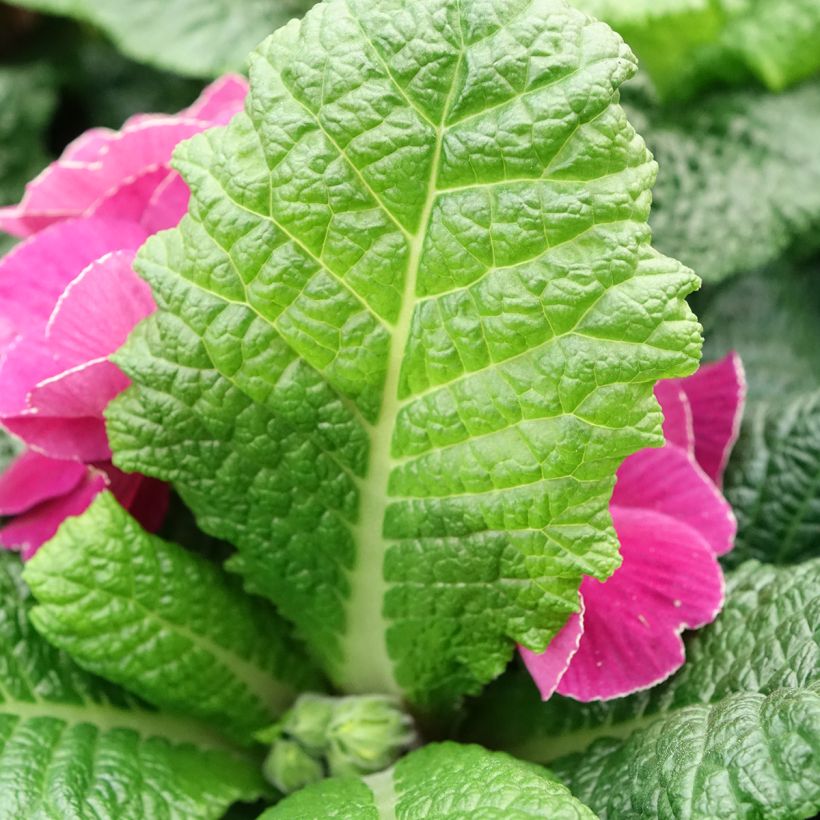 Primula pubescens Plums & Custard - Primel (Foliage)