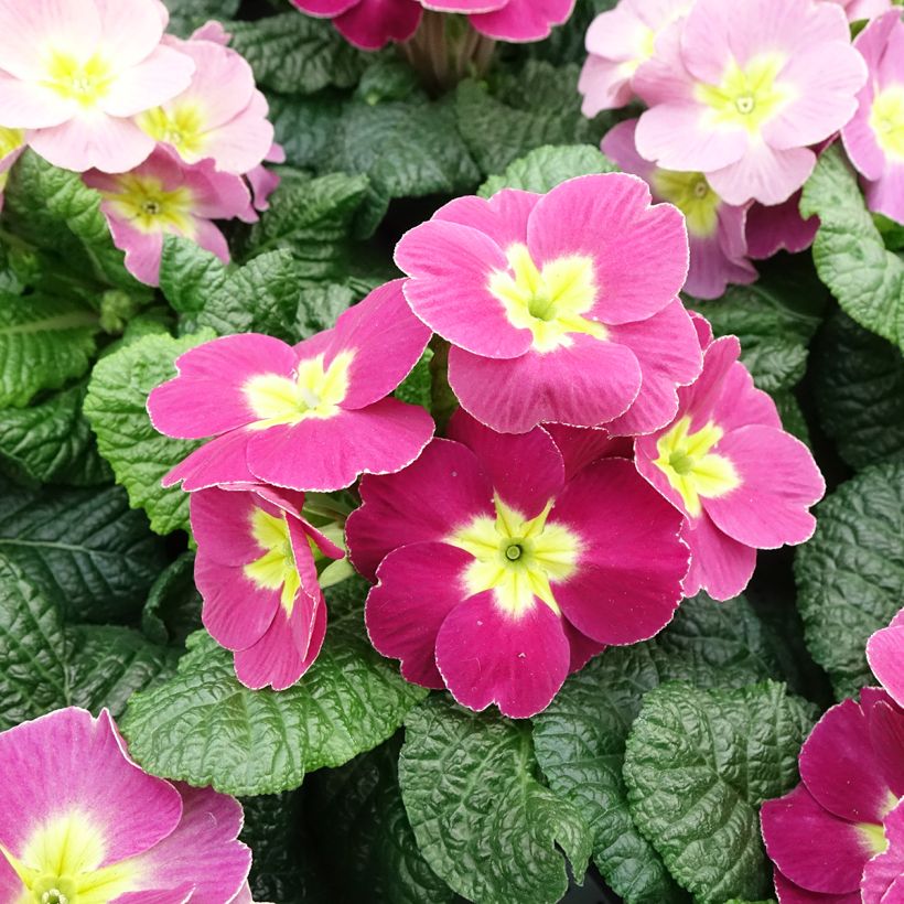 Primula pubescens Plums & Custard - Primel (Flowering)