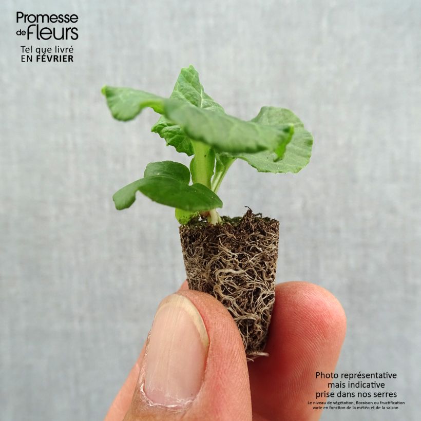 Exemplar von Hohe Schlüsselblume Black Laced - Primula Mini-Plug Ø 1,5/2,5 cm wie im Herbst geliefert