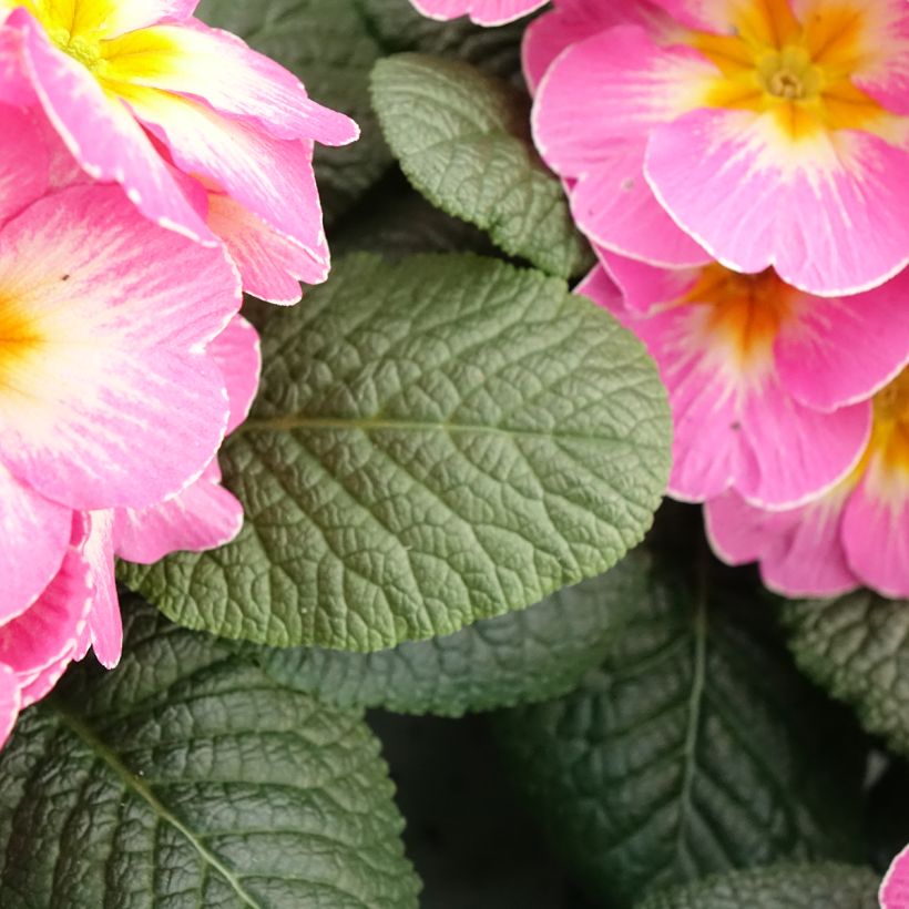 Primula Lipstick - Kissenprimel (Laub)