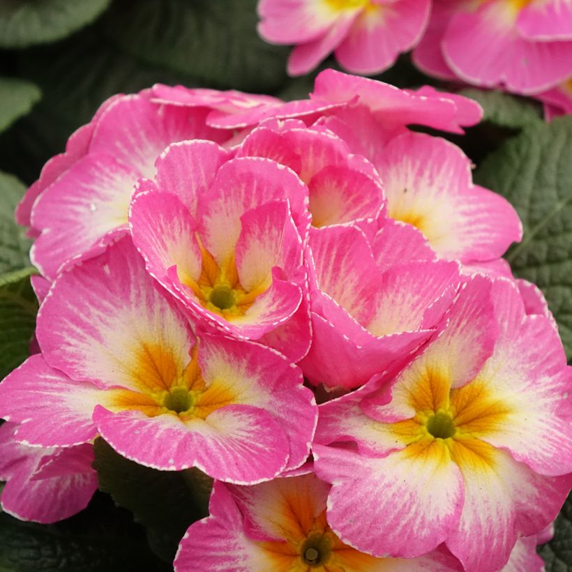 Primula Lipstick - Kissenprimel (Blüte)