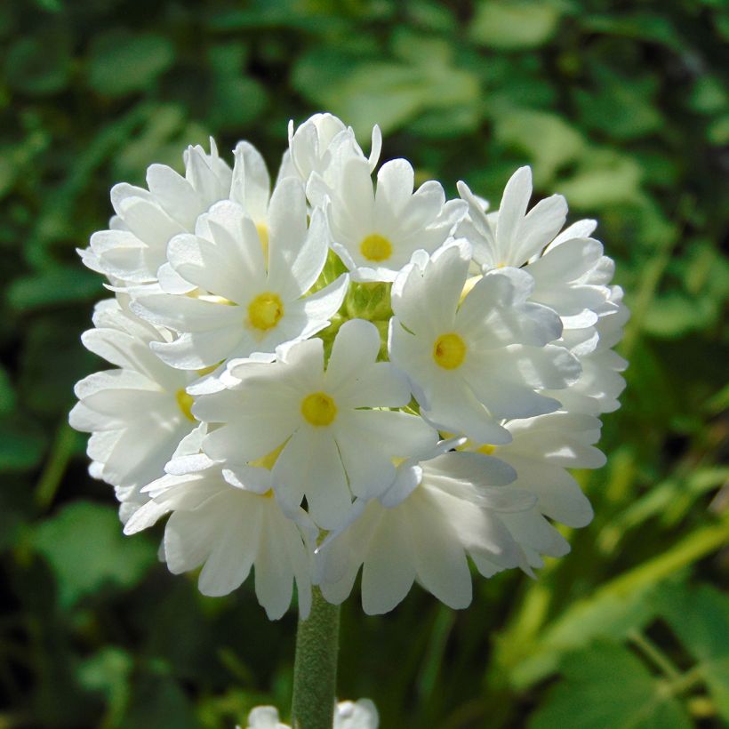 Primula denticulata Alba - Kugelprimel (Flowering)