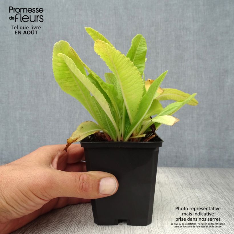 Exemplar von Primula denticulata Cashmeriana - Kugelprimel Kleine Töpfe von 8/9 cm wie im Sommer geliefert