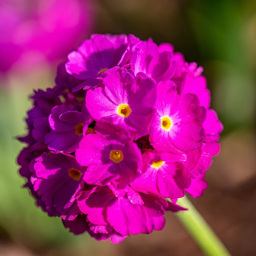 Primula denticulata Rubin - Kugelprimel (Blüte)