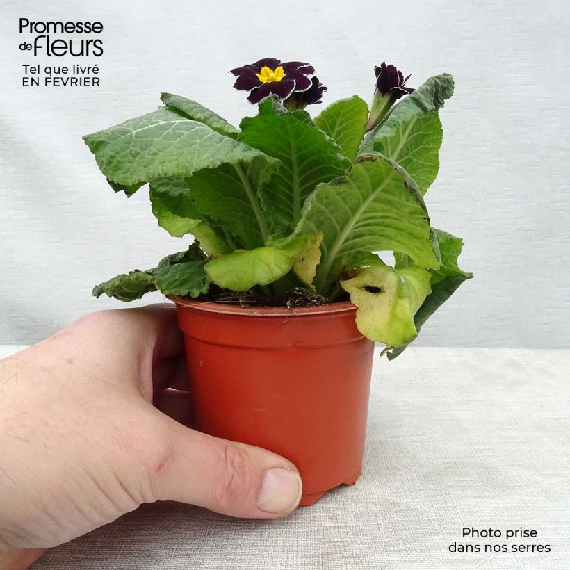Exemplar von Hohe Schlüsselblume Black Laced - Primula Kleine Töpfe von 8/9 cm wie im Winter geliefert