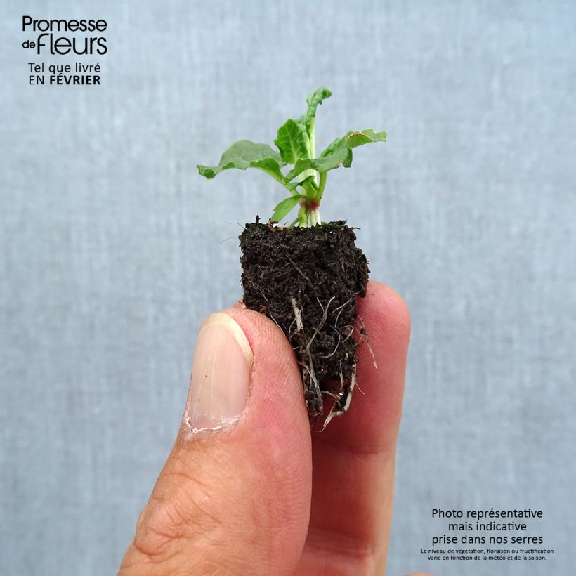 Exemplar von Hohe Schlüsselblume Colibri Aztec Gold - Primula Mini-Plug Ø 1,5/2,5 cm wie im Herbst geliefert