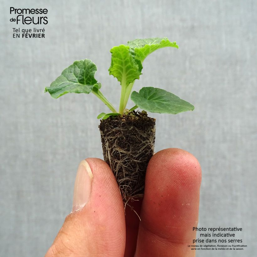 Example of Hohe Schlüsselblume Colibri Withe Orange Eye - Primula Mini-Plug Ø 1,5/2,5 cm as you get in automne