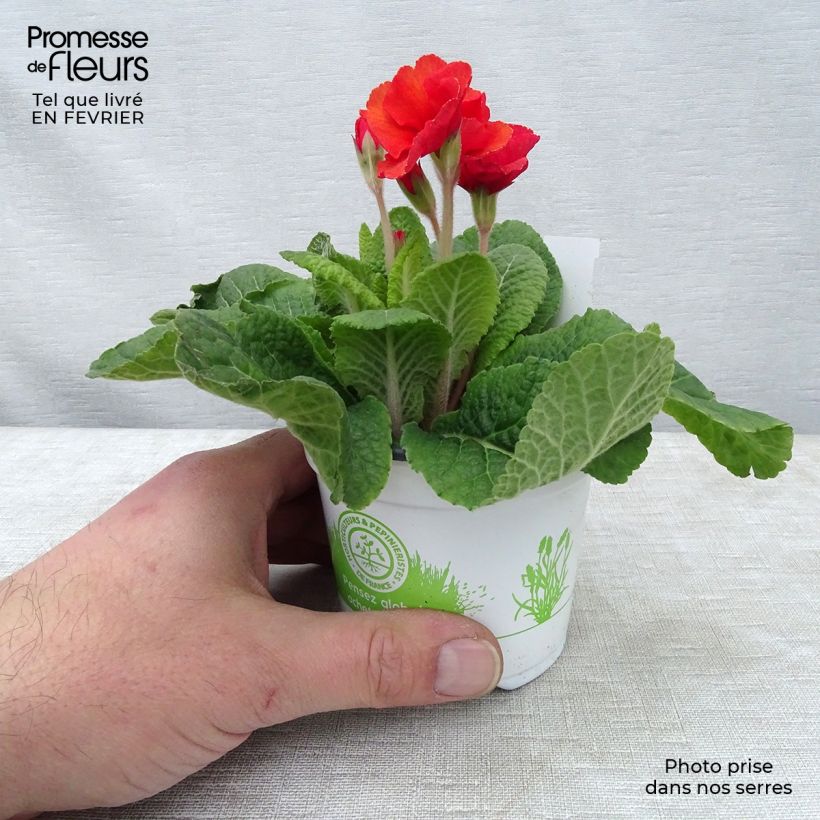 Exemplar von Hohe Schlüsselblume Cottage Shades - Primula Kleine Töpfe von 8/9 cm wie im Winter geliefert