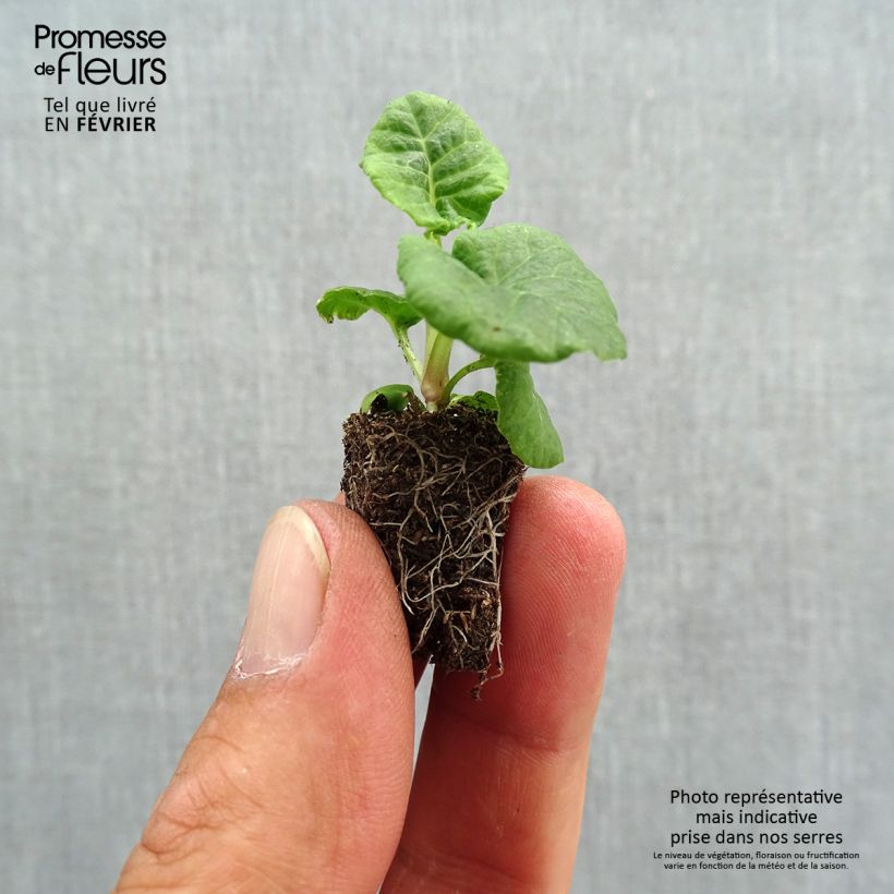 Exemplar von Hohe Schlüsselblume Mister Gold Laced - Primula Mini-Plug Ø 1,5/2,5 cm wie im Herbst geliefert