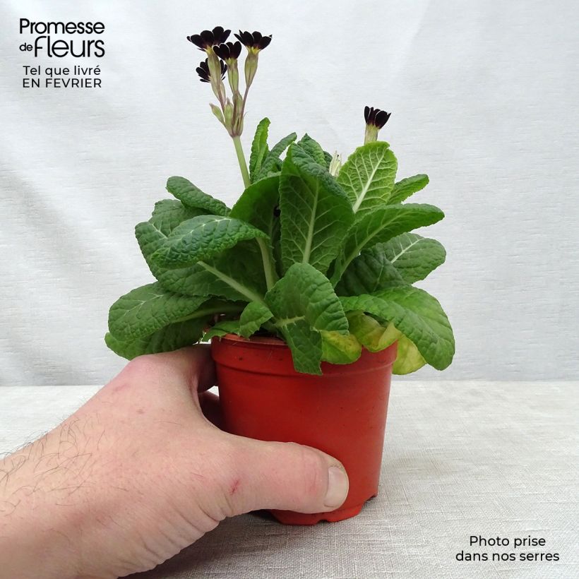 Exemplar von Hohe Schlüsselblume Mister Silver Laced - Primula Kleine Töpfe von 8/9 cm wie im Winter geliefert