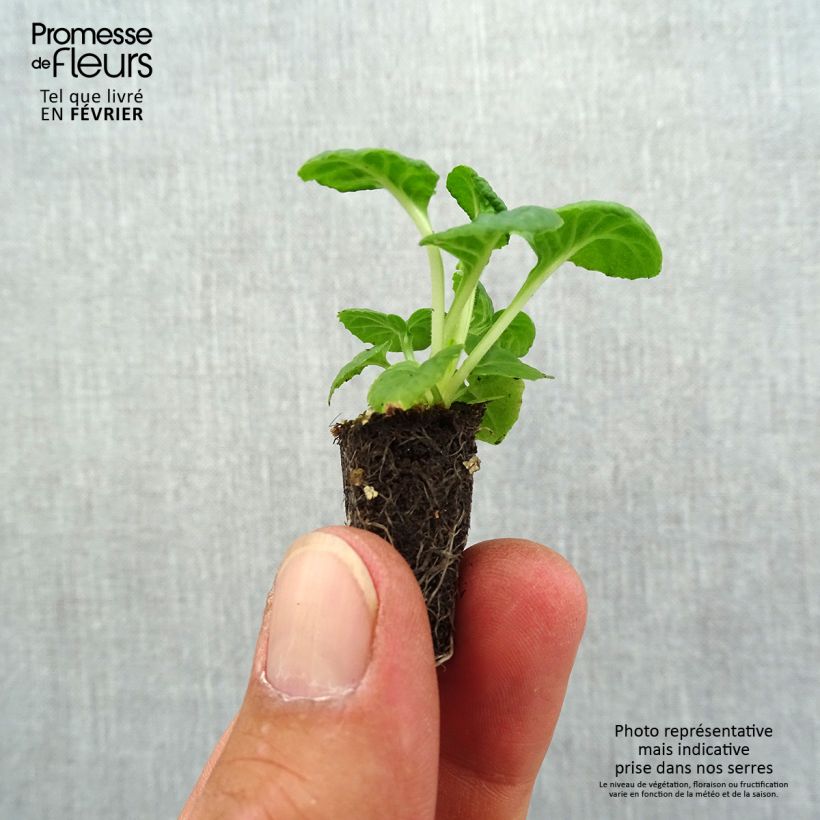 Exemplar von Hohe Schlüsselblume Mister Silver Laced - Primula Mini-Plug Ø 1,5/2,5 cm wie im Herbst geliefert