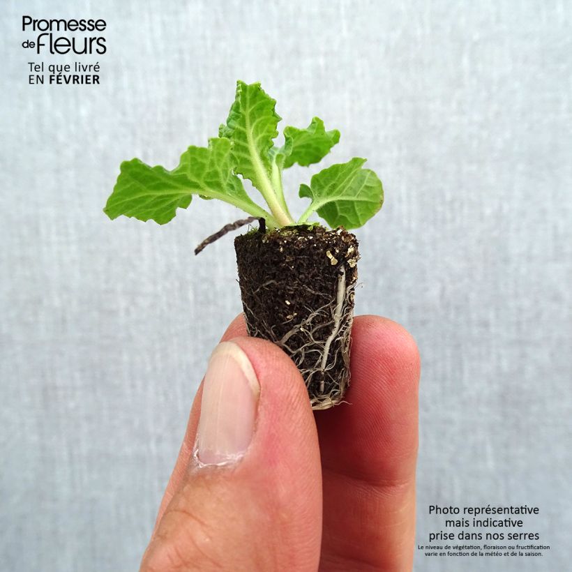 Example of Hohe Schlüsselblume Veristar Late Blue - Primula Mini-Plug Ø 1,5/2,5 cm as you get in automne