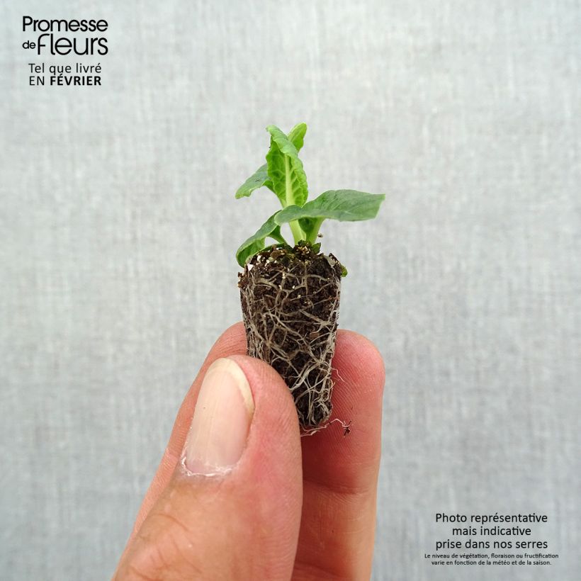 Exemplar von Hohe Schlüsselblume Veristar Late Marmelade - Primula Mini-Plug Ø 1,5/2,5 cm wie im Herbst geliefert