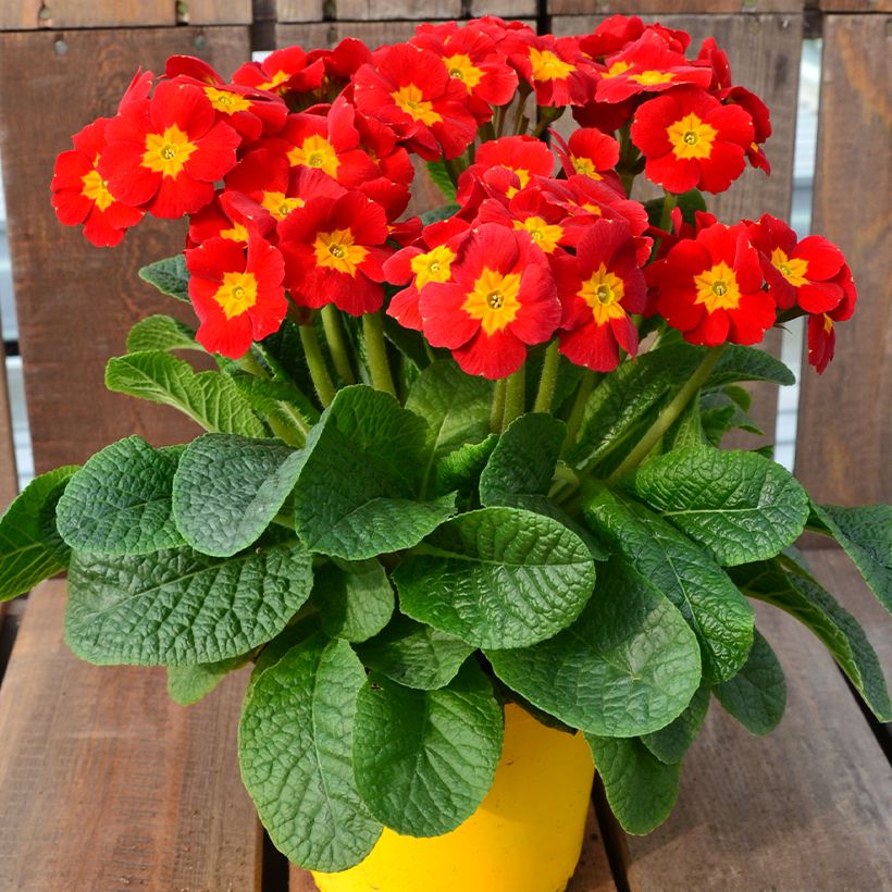 Hohe Schlüsselblume Veristar Late Red F1 - Primula (Wuchs)