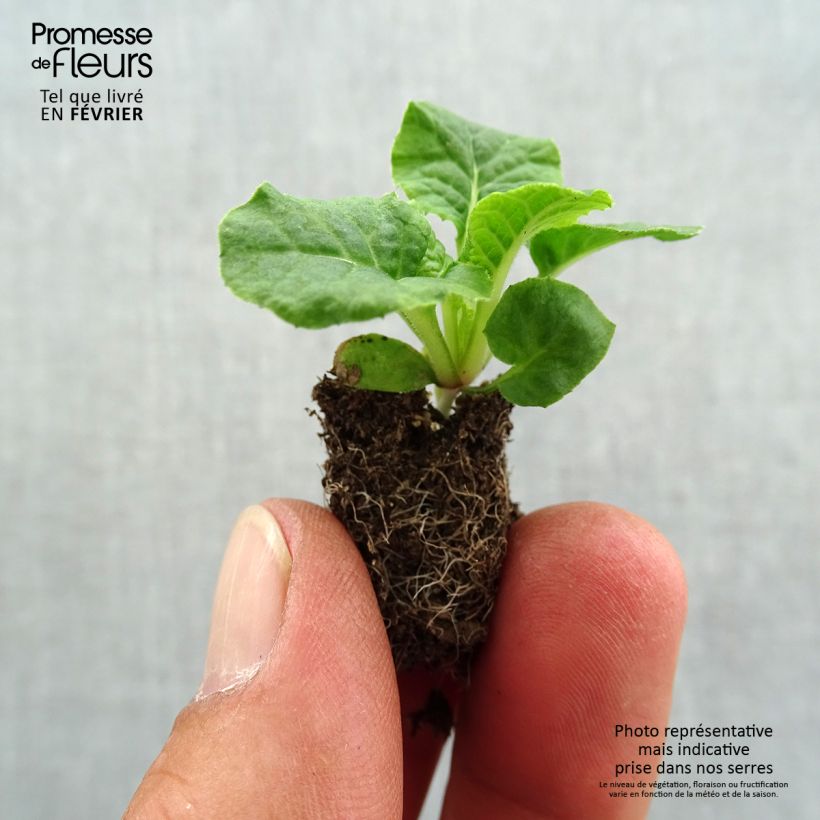 Exemplar von Hohe Schlüsselblume Violet Laced - Primula Mini-Plug Ø 1,5/2,5 cm wie im Herbst geliefert