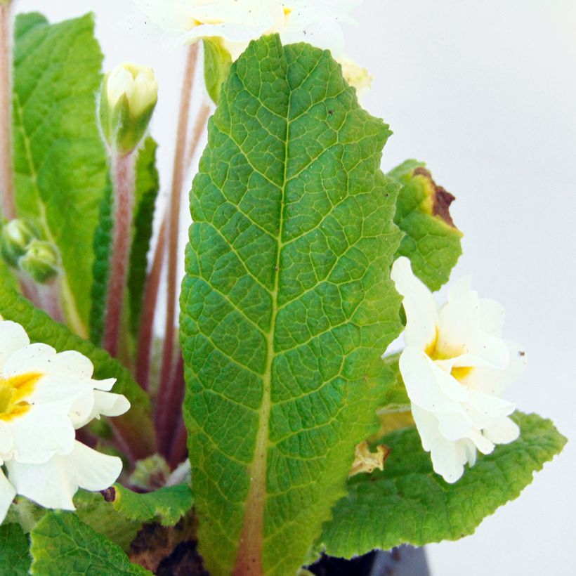 Primula Mr Brouart - Kissenprimel (Laub)